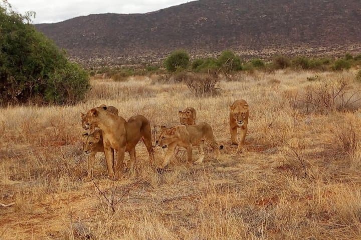 Two-Day Mikumi Safari from Dar es Salaam: Big-Game Drives & Mkata Floodplain Views photo 5