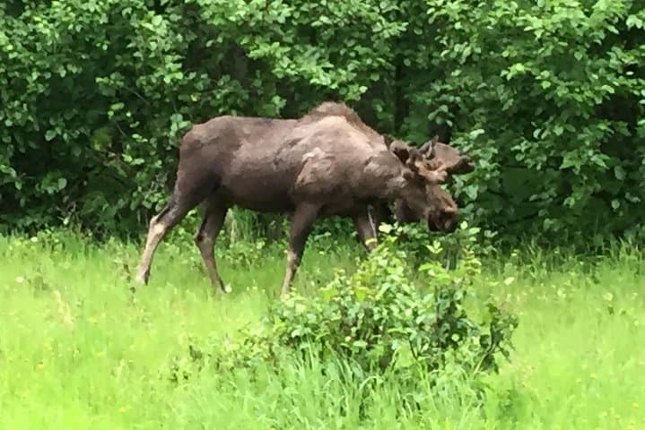 Explore Alaska’s Turnagain Arm: Wildlife, Glaciers, and Scenic Seward Highway Adventure photo 5
