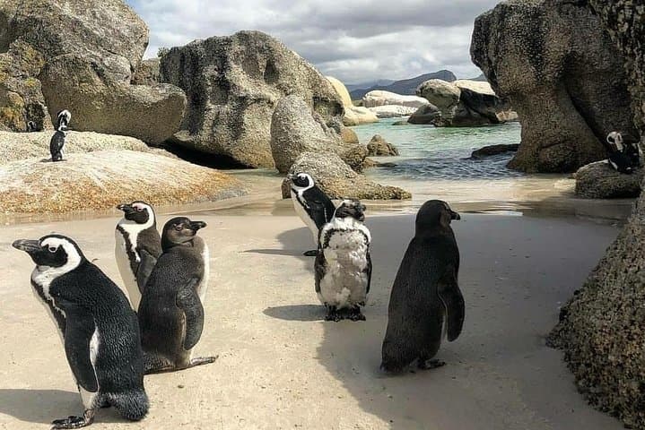 Cape Peninsula Private Full-Day Tour from Cape Town: Chapman's Peak, Cape Point & Boulders Beach photo 2