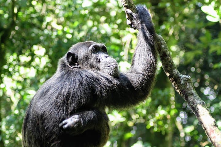 4-Day Gorilla and Chimp Tracking Safari in Uganda — Bwindi & Kalinzu Wildlife Experience photo 2