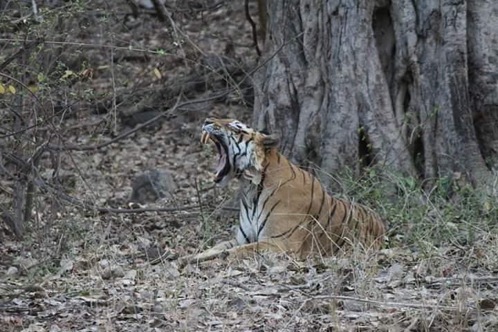 Private Full-Day Ranthambore Tiger Safari from Jaipur photo 3