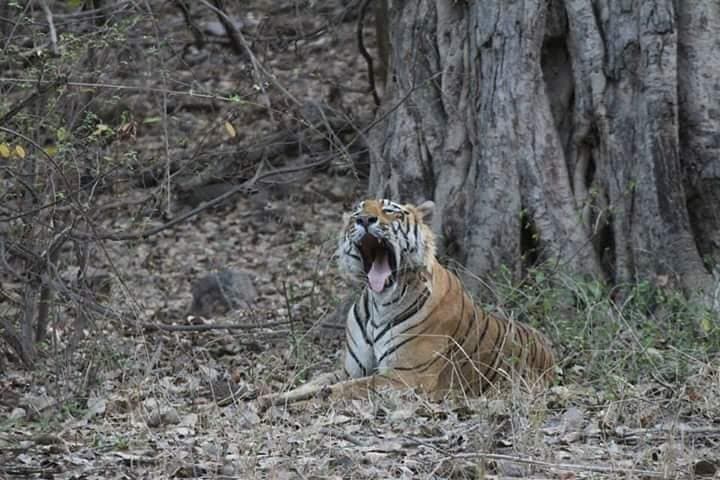 Private Full-Day Ranthambore Tiger Safari from Jaipur