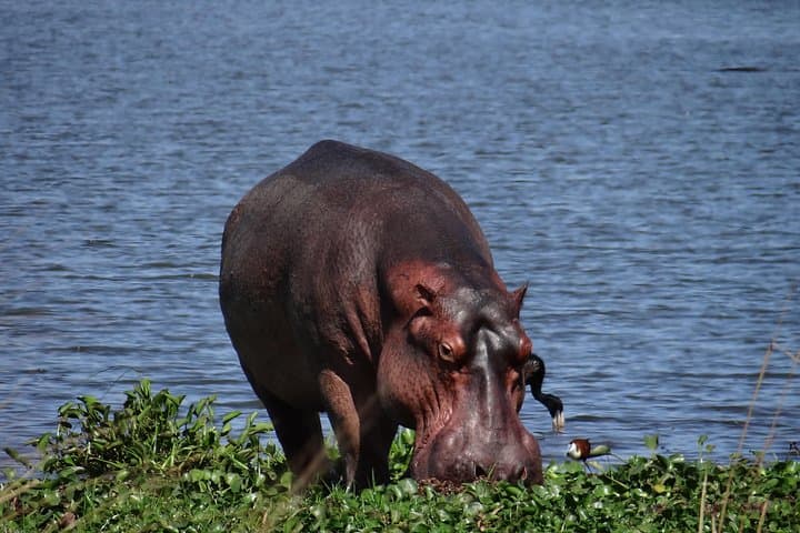5-Day Gorilla and Chimpanzee Tracking Safari in Uganda photo 4
