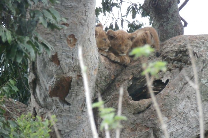 5-Day Gorilla and Chimpanzee Tracking Safari in Uganda photo 6