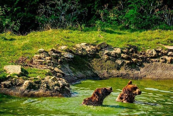 Transylvania Day Trip: Dracula's Castle, Libearty Bear Sanctuary & Brasov photo 2