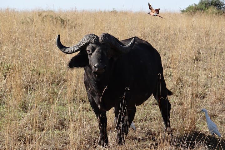 Day Trip to Lake Mburo: Wildlife & Boat Safari from Kampala photo 5
