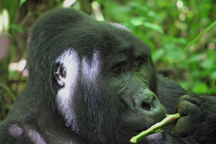 4-Day Gorilla and Chimp Tracking Safari in Uganda — Bwindi & Kalinzu Wildlife Experience photo 5