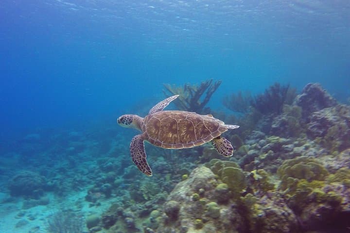 Two-Day PADI Open Water Diver Course at Blue Bay, Curaçao photo 5