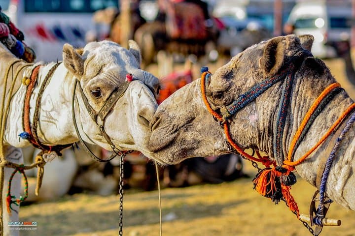 Full-Day Guided Tour: Giza Pyramids, Downtown Cairo & Islamic Cairo photo 3