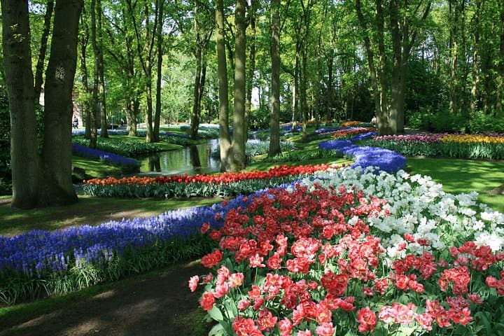 Keukenhof Private Tour: Amsterdam to the Flower Fields (Tulips & Gardens) photo 3