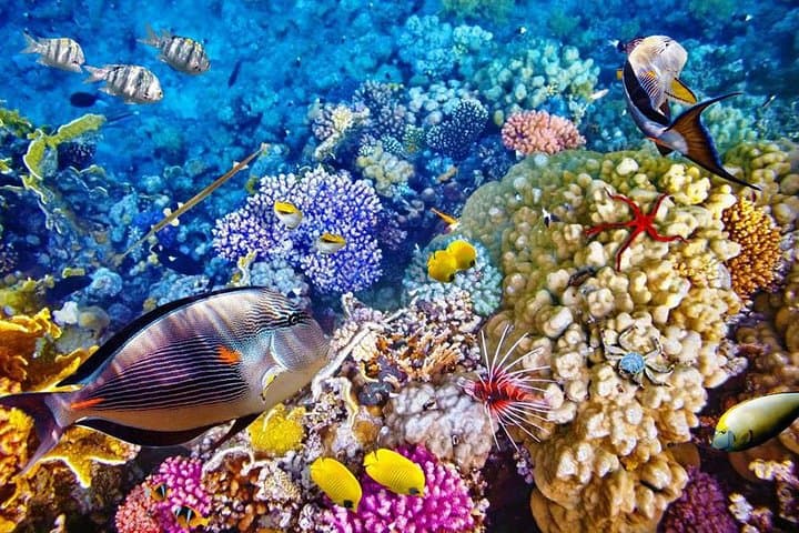 Dive Into the Splendor: Bali's Menjangan Island Snorkeling Adventure photo 6