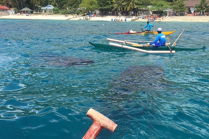 Oslob Whale Sharks and Kawasan Falls: Full-Day Snorkel & Waterfall Trip from Cebu photo 3