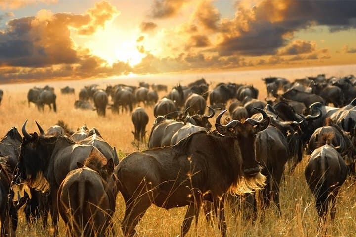13-Day Masai Mara & Serengeti Safari — Big Five, Migration & Ngorongoro Crater photo 2