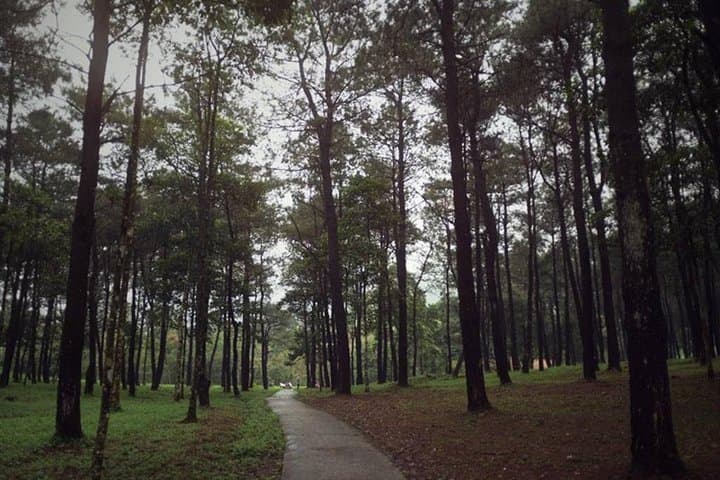 Ba Vi National Park Day Hike from Hanoi — Ruins, Peaks & Pine Forest Trails photo 6