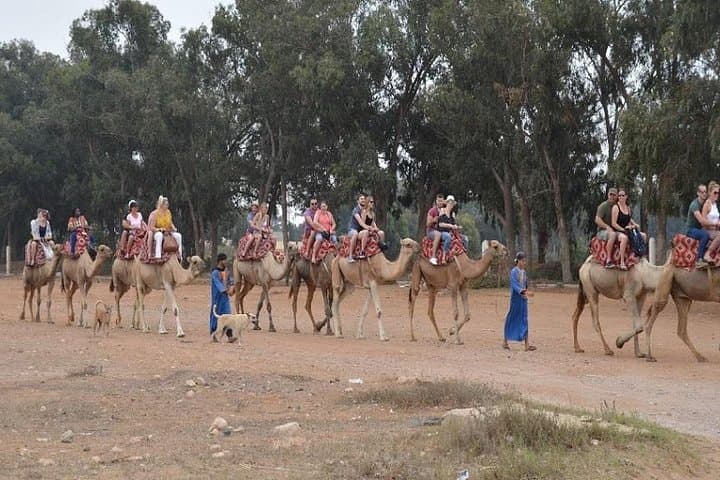 Half-Day Agadir Camel Safari: Camel Caravan to Souss-Massa and Birdwatching photo 5