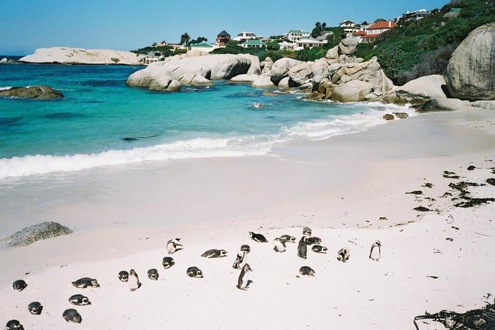 Ultimate Cape Point Full-Day Tour: Cape Peninsula Scenic Drive, Cape Point & Boulders Beach Penguins photo 2