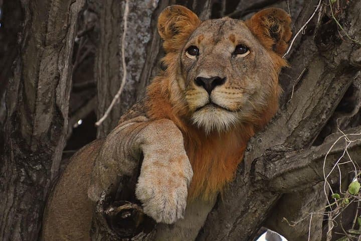 Uganda Gorillas and Game Safari: 10-Day Wildlife, Rafting & Gorilla Trek photo 1
