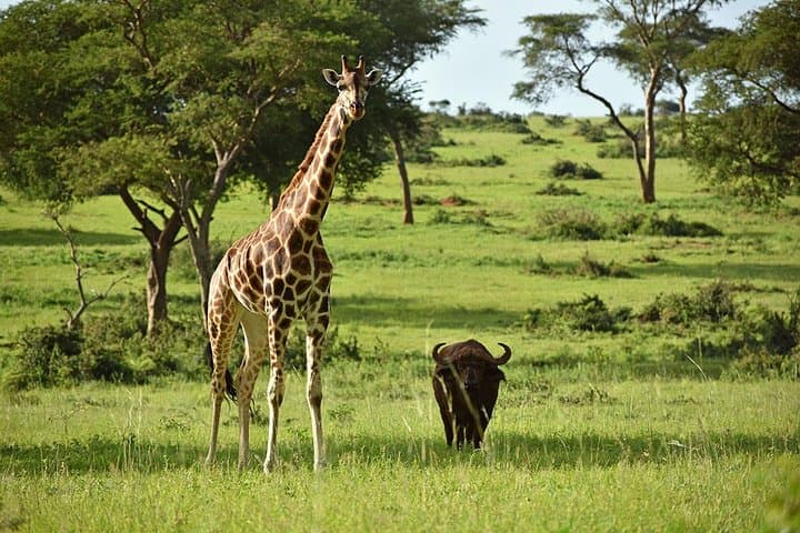3-Day Murchison Falls Safari: Nile, Wildlife & Shoebills photo 6