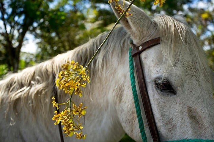 Horseback Through Aquiares: 4-Hour Hacienda Coffee Tour Near Turrialba