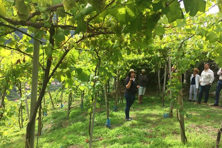 Madeira Skywalk & 4x4 Wine Tasting: Cabo Girão Cliffs to Vineyards photo 6