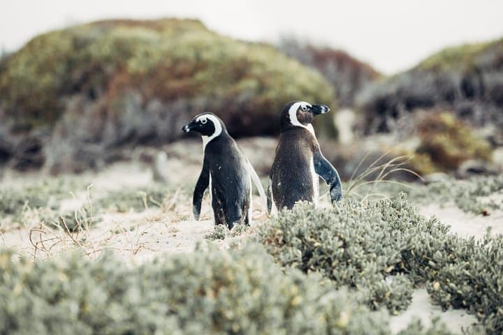 Full-Day Cape Point & Stellenbosch Tour — Cape of Good Hope, Penguins and Wine photo 2