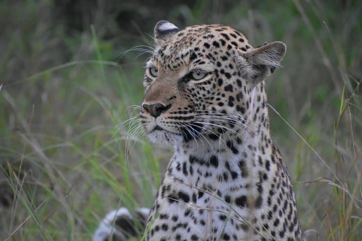 15-Day Uganda Wildlife & Activity Safari — Gorillas, Chimp Trekking, Rafting & Classic Game Drives photo 1