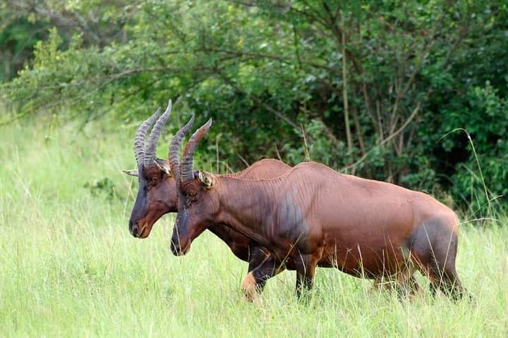 15-Day Uganda Wildlife & Activity Safari — Gorillas, Chimp Trekking, Rafting & Classic Game Drives photo 3