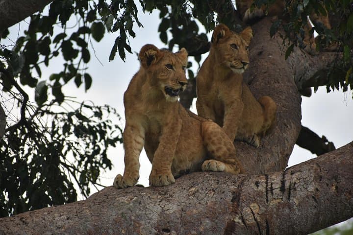 15-Day Uganda Wildlife & Activity Safari — Gorillas, Chimp Trekking, Rafting & Classic Game Drives photo 2