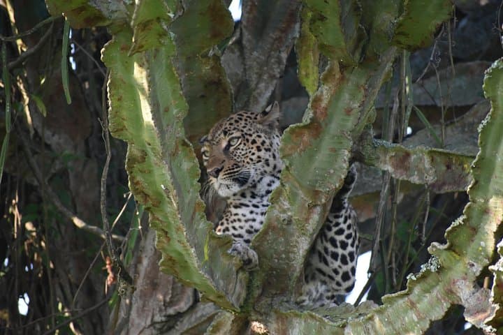 15-Day Uganda Wildlife & Activity Safari — Gorillas, Chimp Trekking, Rafting & Classic Game Drives photo 4