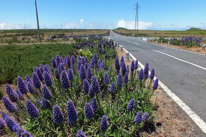 Private Full-Day 4x4 Jeep Tour in Madeira — East or West Highlights photo 4