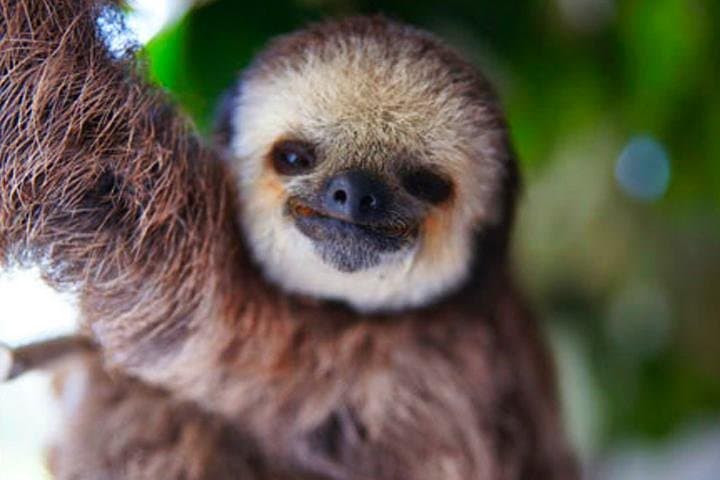 Roatan Buggy & Zipline Adventure with Sloth Park and Sol y Mar Beach Pass photo 4