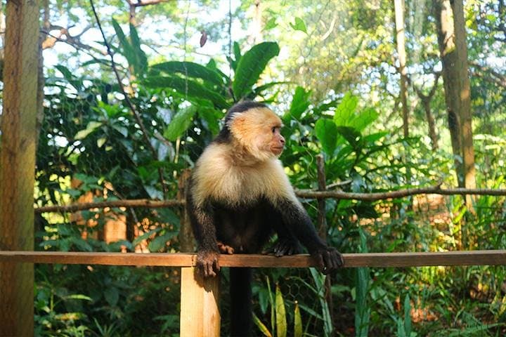 Roatan Buggy & Zipline Adventure with Sloth Park and Sol y Mar Beach Pass photo 6