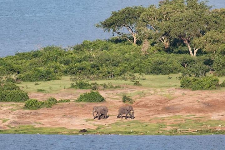 Ultimate Uganda Luxury Safari: 14-Day Wildlife, Chimp & Gorilla Trekking photo 3