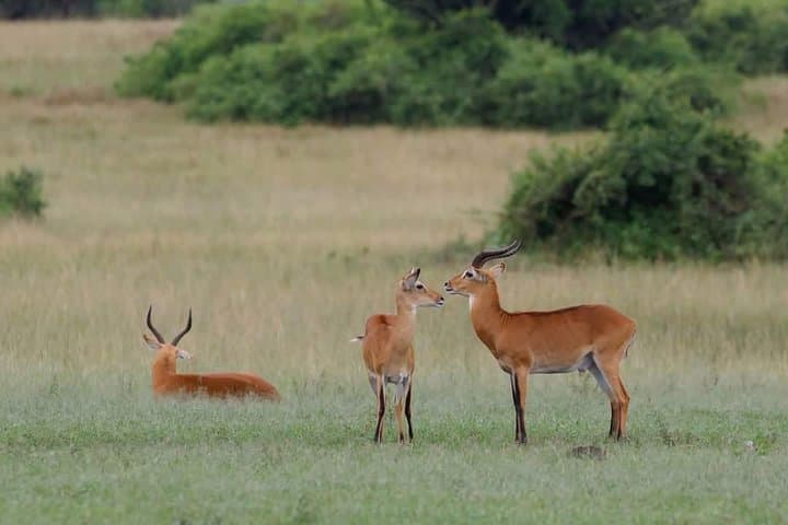 Ultimate Uganda Luxury Safari: 14-Day Wildlife, Chimp & Gorilla Trekking photo 4