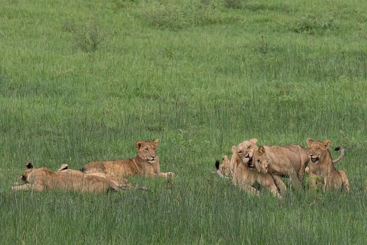 Ultimate Uganda Luxury Safari: 14-Day Wildlife, Chimp & Gorilla Trekking photo 5