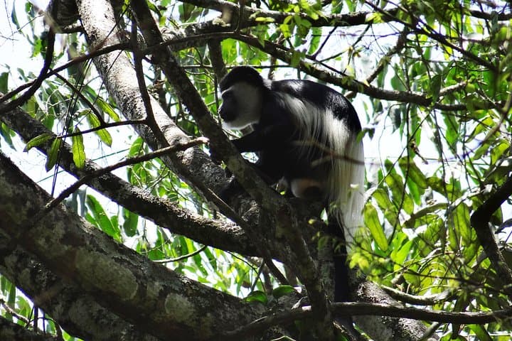 Budongo Forest Chimpanzee Tracking — Kaniyo Pabidi Day Trip from Masindi photo 3