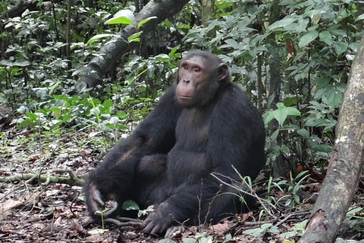 Budongo Forest Chimpanzee Tracking — Kaniyo Pabidi Day Trip from Masindi