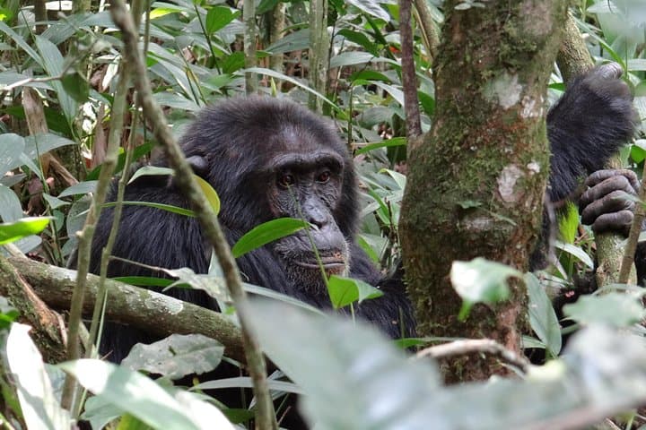 Budongo Forest Chimpanzee Tracking — Kaniyo Pabidi Day Trip from Masindi photo 2
