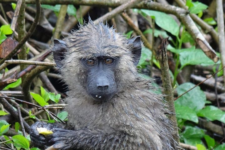 Budongo Forest Chimpanzee Tracking — Kaniyo Pabidi Day Trip from Masindi photo 4