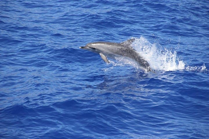 Madeira Jeep, Wine Tasting & Cabo Girão Skywalk with Dolphin-Watching Catamaran photo 2
