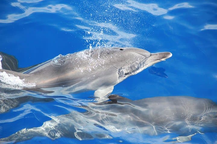 Madeira Jeep, Wine Tasting & Cabo Girão Skywalk with Dolphin-Watching Catamaran photo 6