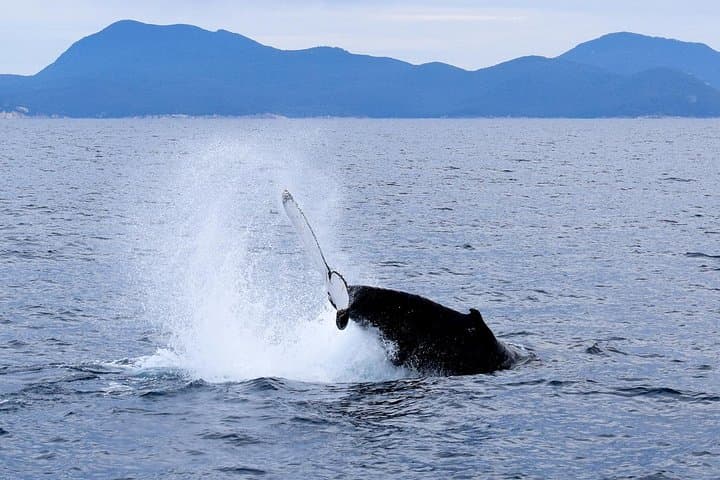 Wilsons Prom Whale Cruise: Catamaran Whale Watching at Wilsons Promontory