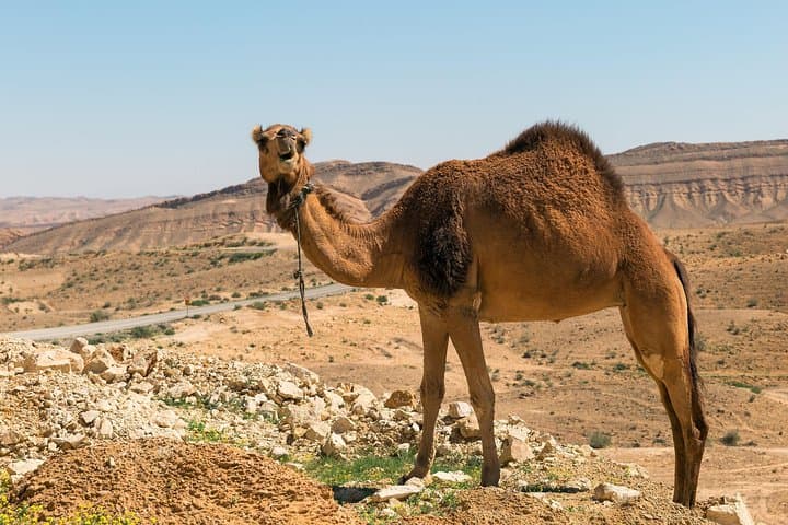 Masada, the Dead Sea & Ein Gedi: Judean Desert Day Tour from Jerusalem photo 2