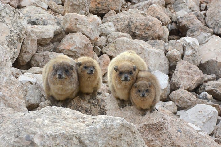 Masada, the Dead Sea & Ein Gedi: Judean Desert Day Tour from Jerusalem photo 3