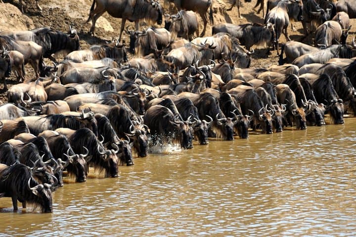 5-Day Luxury Safari: Hell's Gate, Lake Naivasha, Lake Nakuru & Masai Mara photo 4