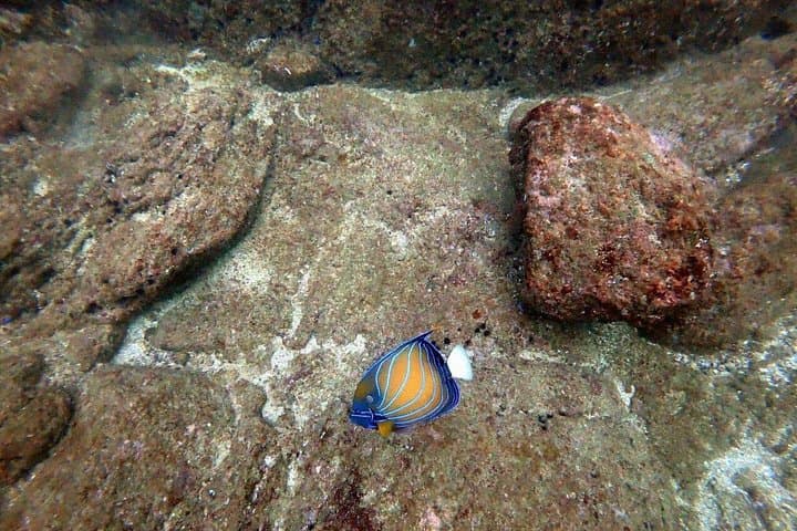 Scuba Diving in Unawatuna: Wrecks, Reefs & Tropical Marine Life photo 2