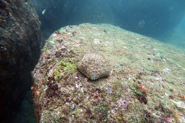 Scuba Diving in Unawatuna: Wrecks, Reefs & Tropical Marine Life photo 4