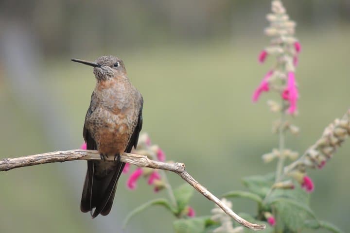 2-Day Quito Condor Birdwatching & Papallacta Hot Springs photo 4