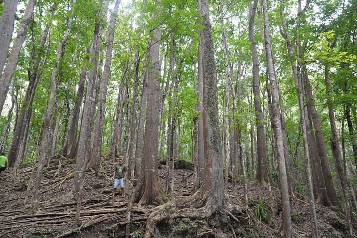 Bohol Countryside Tour: Chocolate Hills, Loboc River Cruise & Tarsier Encounter photo 4