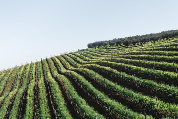 Ronda Full-Day E-Bike Wine & Tapas Tour: Electric Bike Ride Through White Villages photo 2